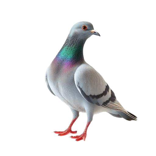 Bird & Pigeon Control