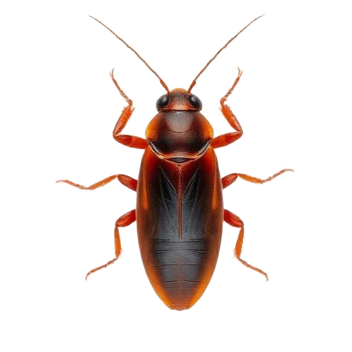 Cockroach Treatments