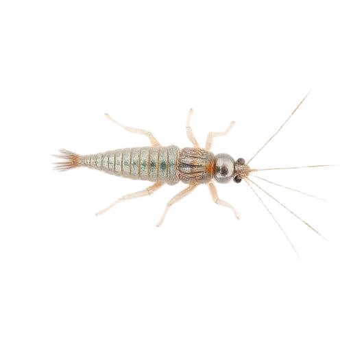 Silverfish Treatments